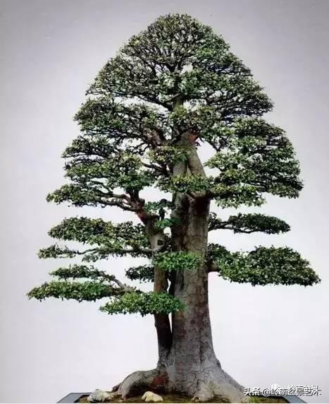 盆景结顶的形式,最好的盆景结顶方法