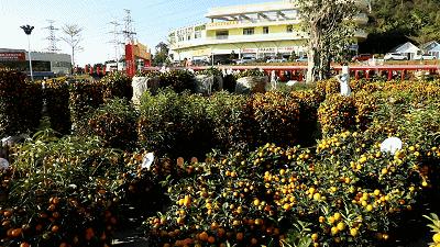 深圳花店有什么花,深圳龙华花店订花送花