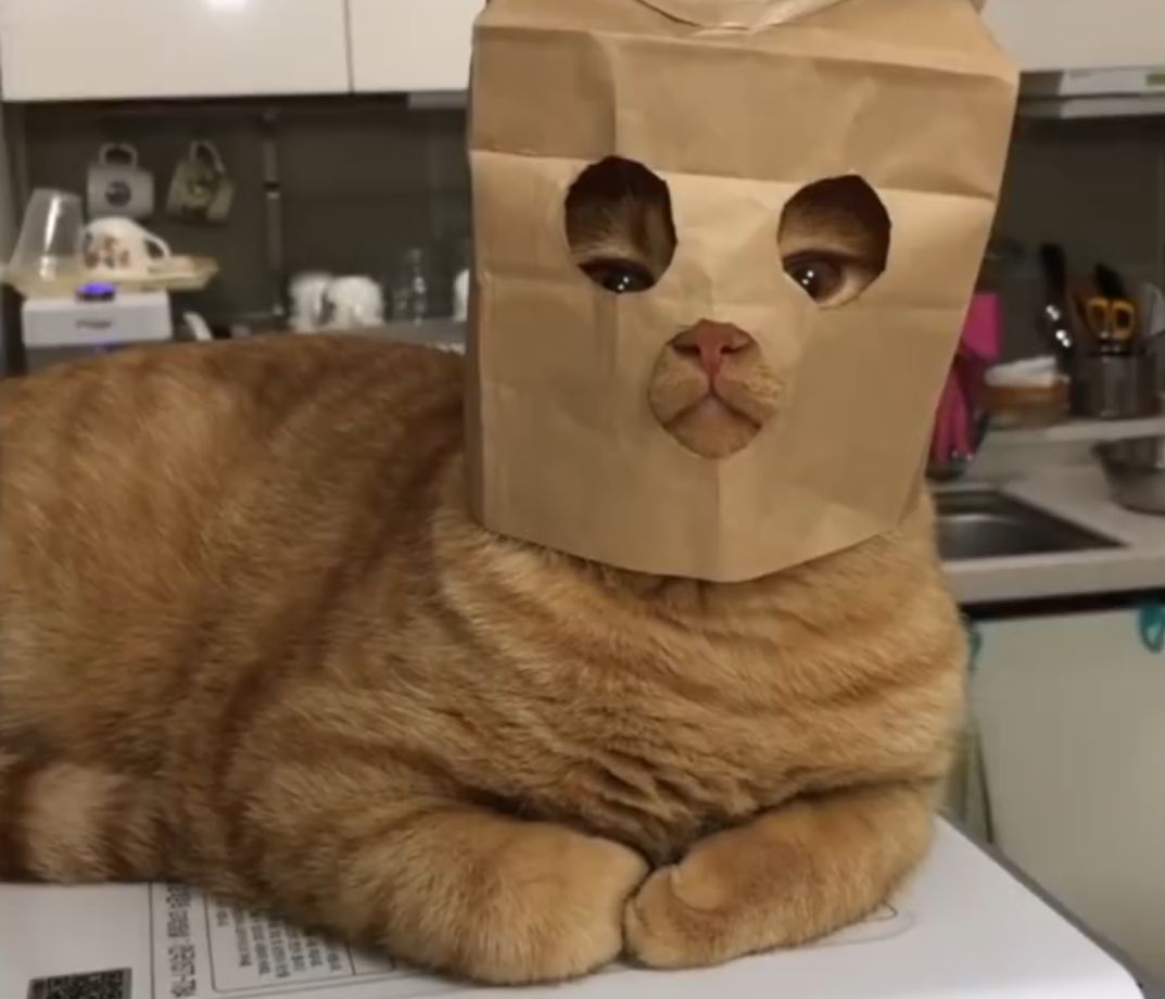 宠主平时怎样管理狗狗,宠主在哪个方面不能惯着狗