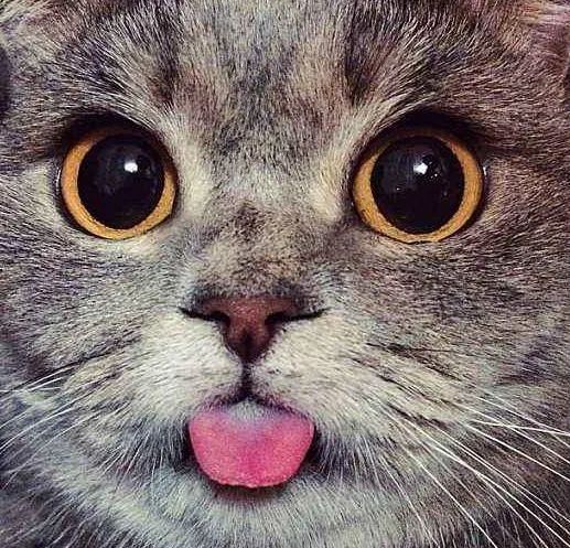 母猫绝育后食欲太好怎么办,母猫生产后食欲差怎么办