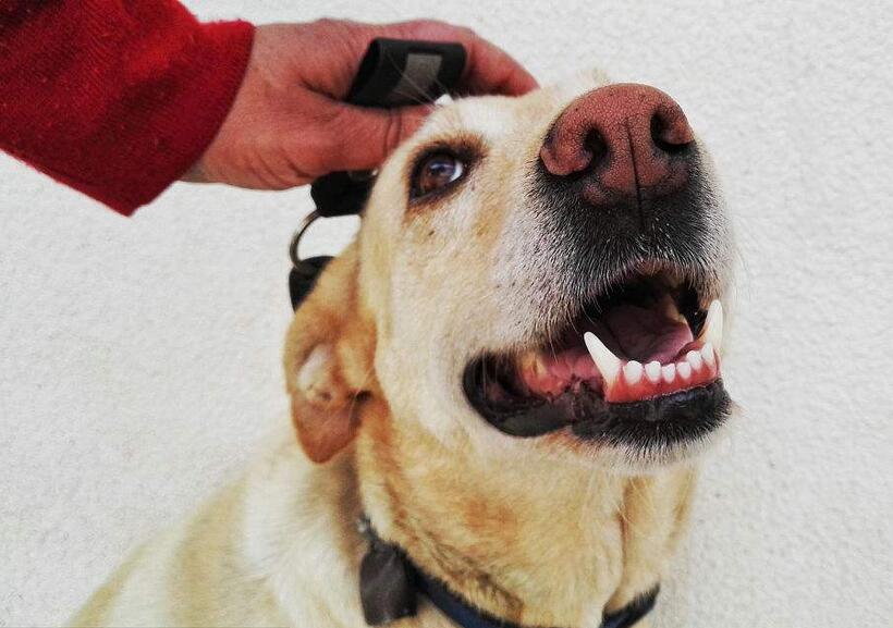 十大粘人又好养的宠物,最不建议养的五种狗