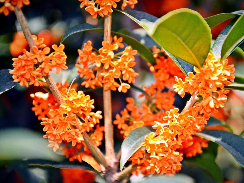 桂花嫁接其它品种桂花,桂花品种里有沉香桂花吗