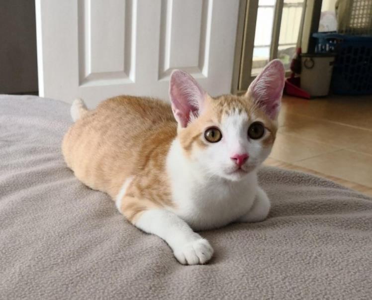 猫咪不吃猫粮很瘦,猫咪很瘦怎么办不长胖