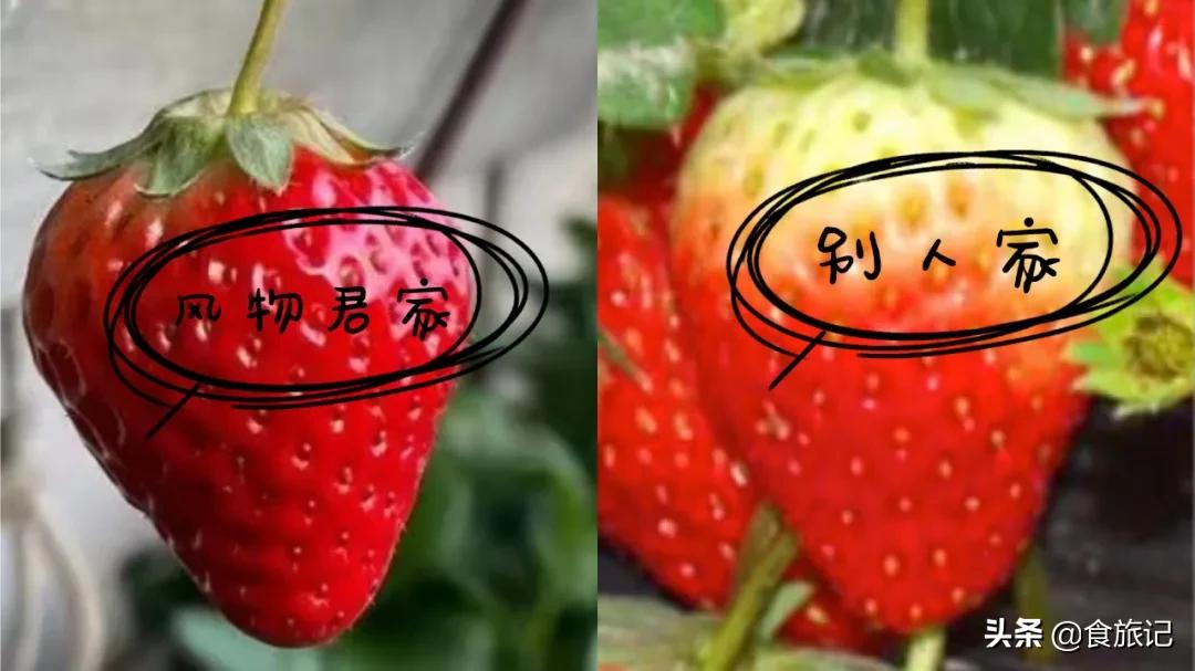 丹东红颜牛奶草莓为什么会火？