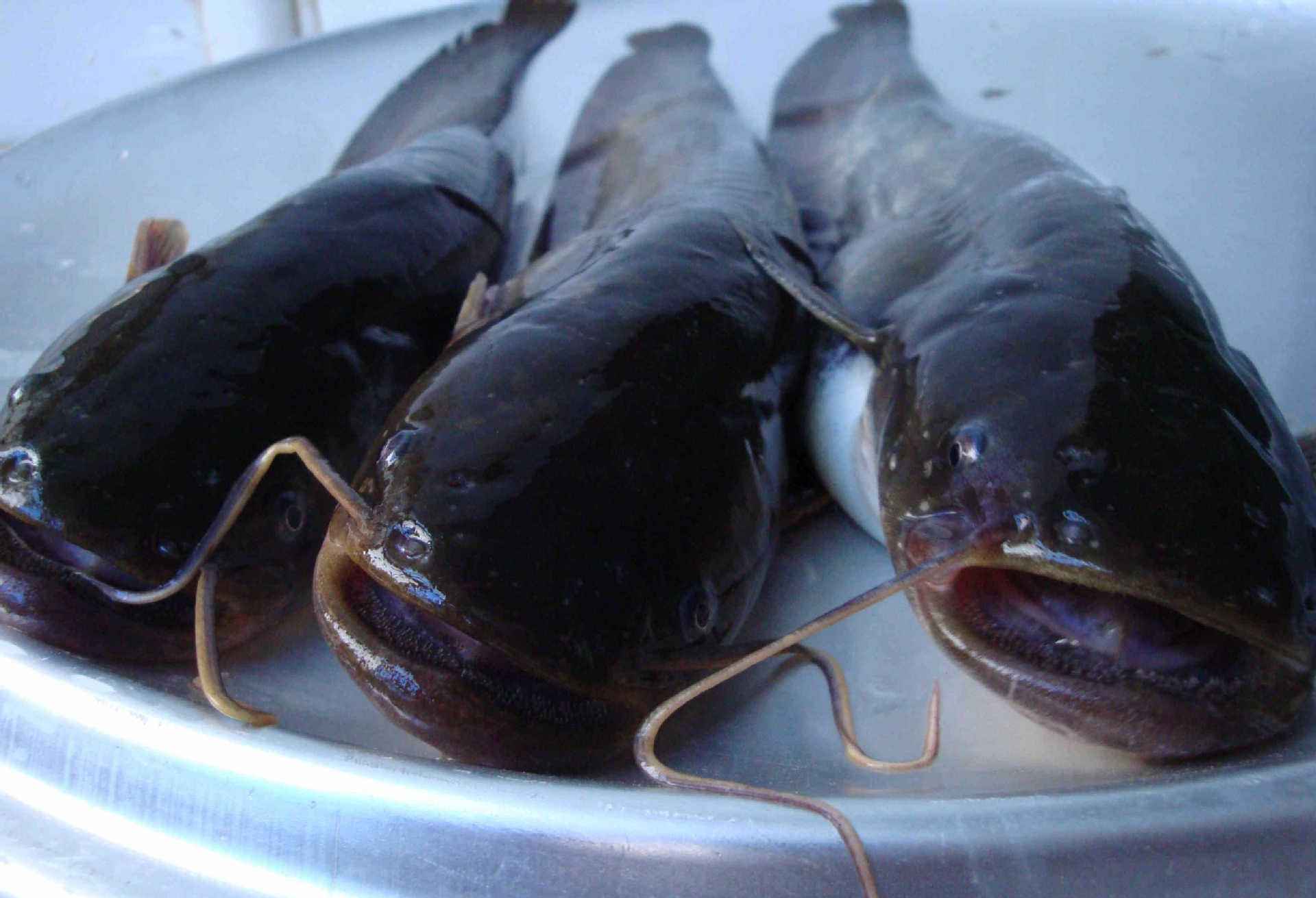 被人误解最深的鱼,被人误会最深的一种鱼