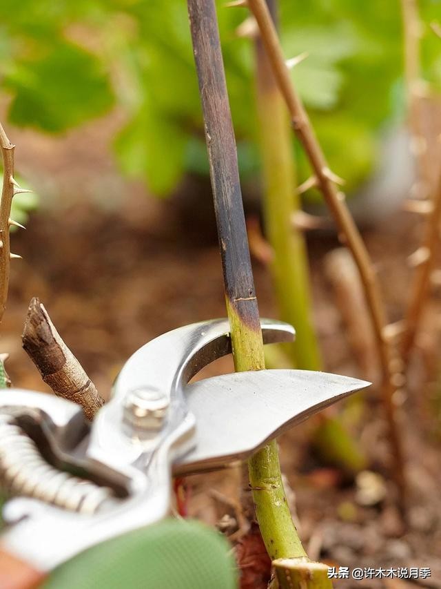 月季治病虫特效药,治疗月季病虫害最好的药有哪些