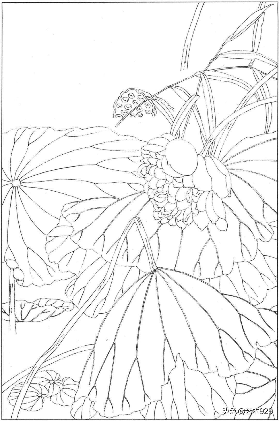 余稚荷花蜻蜓图高清白描底稿,白描荷花勾线方法讲解视频