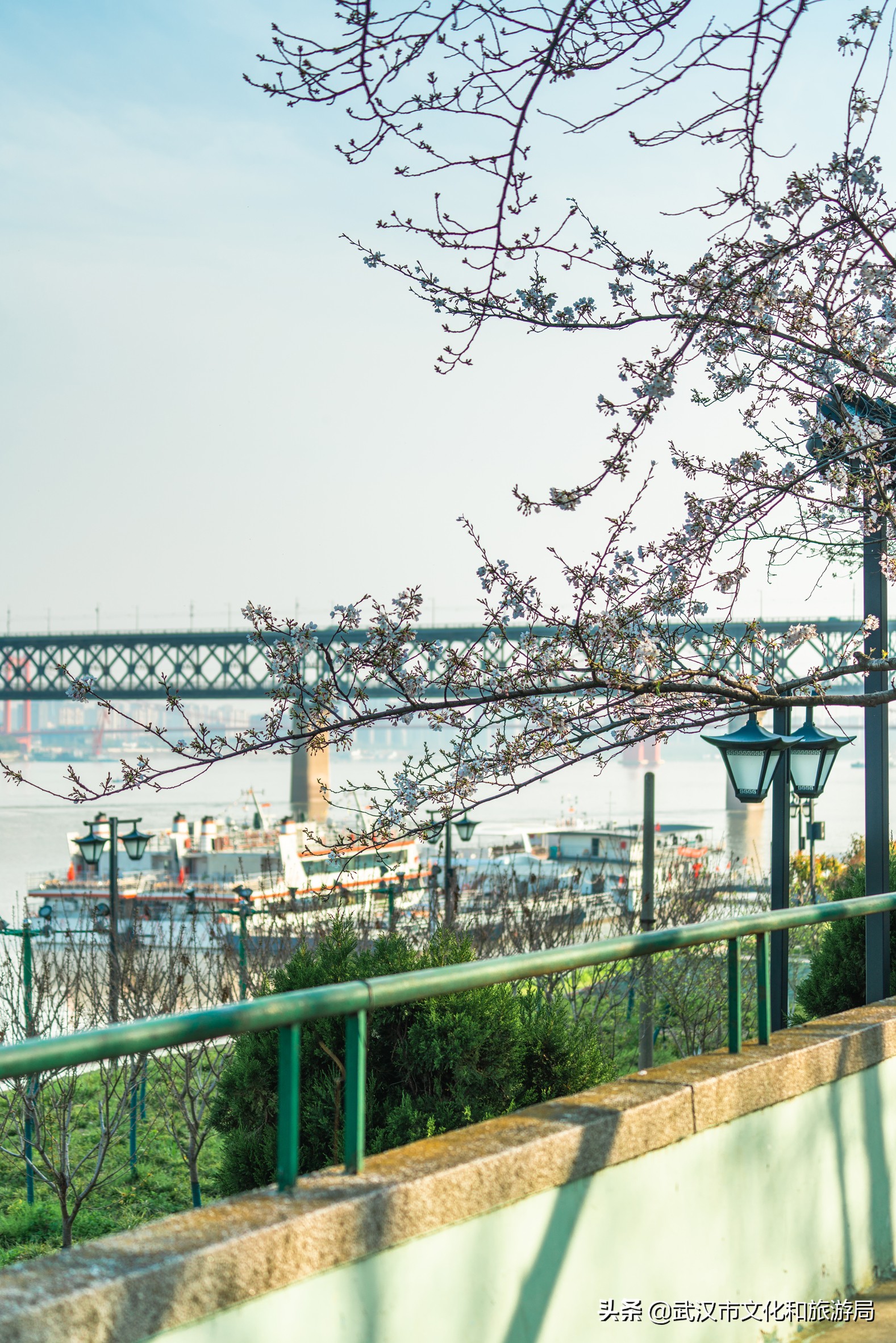 十大赏樱花胜地,武汉免费赏樱地推荐