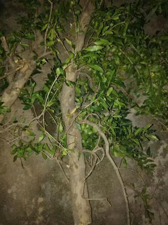 石榴树树干修剪视频,石榴树修剪枝条的方法