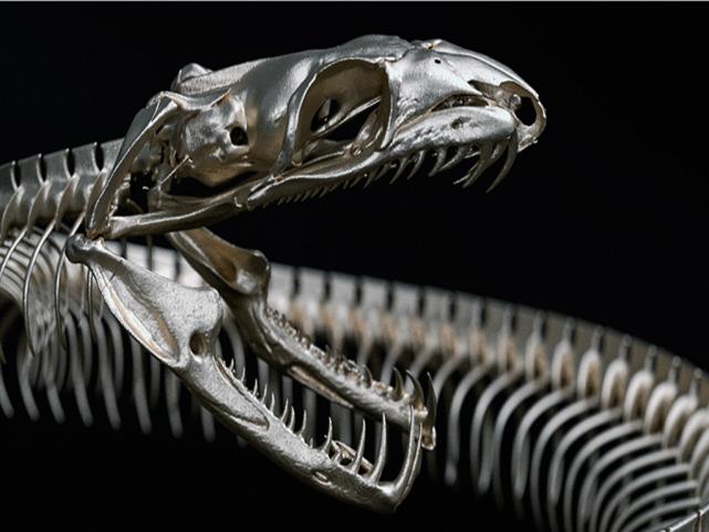 大连蛇岛20000条毒蛇吃什么,中国大连蛇岛蛇是怎么形成的