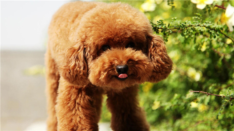 了解这几个知识，你会跟泰迪相处得更愉快