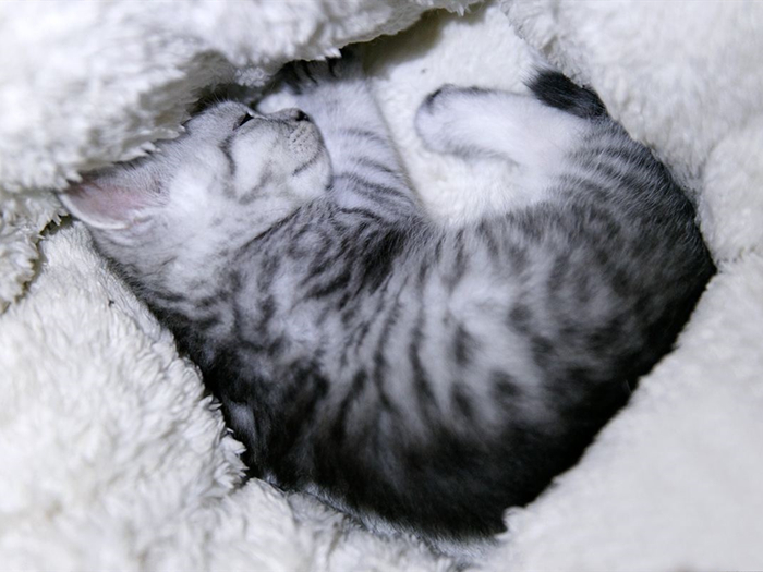 家里养猫的味道大还是狗的味道大,家里养猫太脏大便太臭