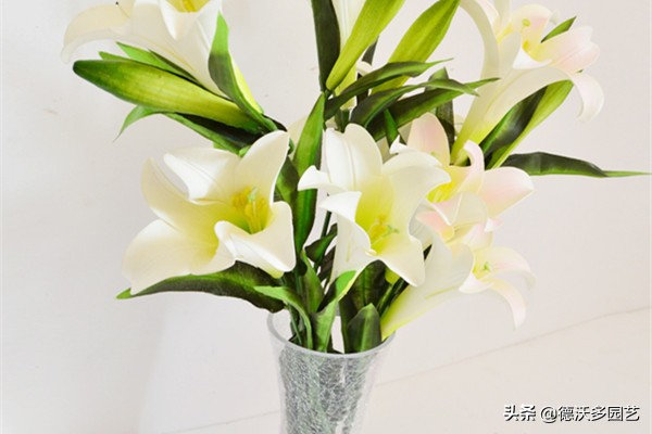 百合的种植方法和最佳时间,宜兴百合种植方法和注意事项