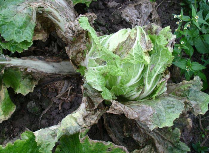 白菜心软腐病怎么办,白菜心腐烂怎么处理