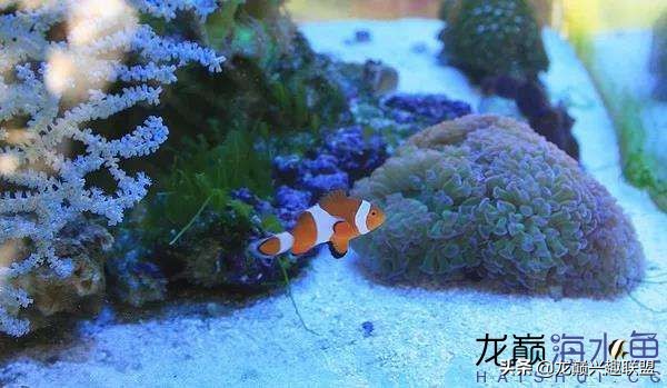 看完别笑,都陪我哭!新人下海开缸的血泪史