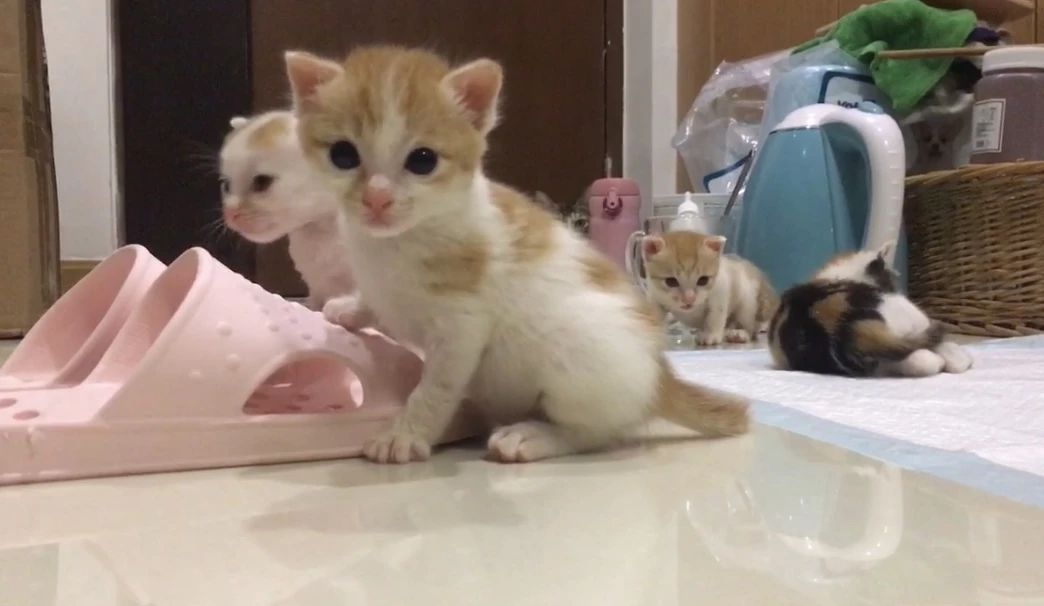 猫三联打一针就能预防猫瘟吗,家里母猫得猫瘟小奶猫咋预防