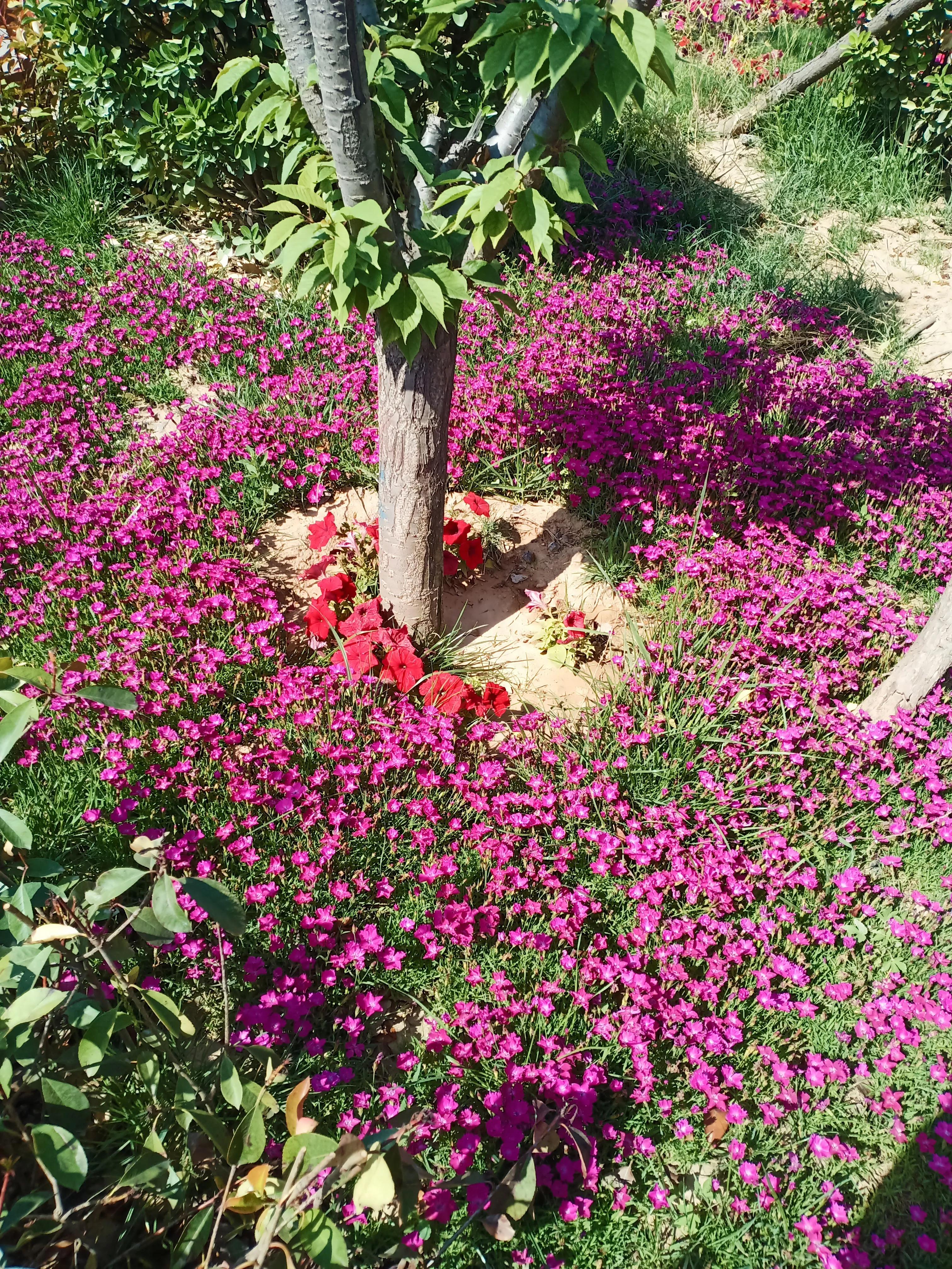 濮阳龙山公园有啥好玩的,濮阳龙山公园在什么地方