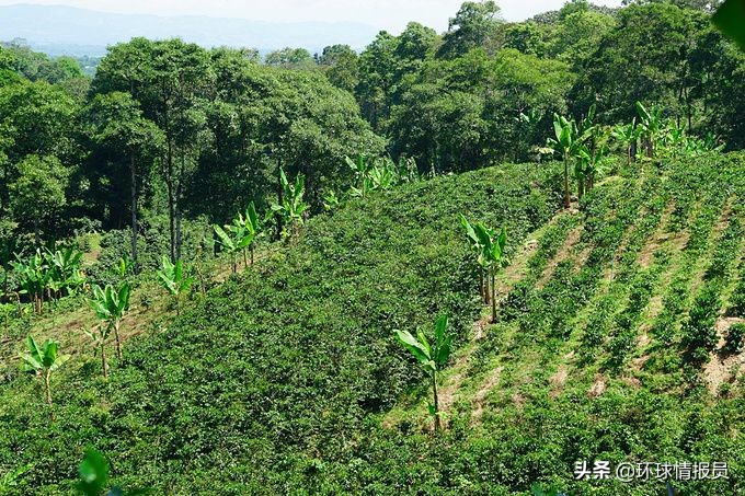 圭亚那华人的由来,圭亚那属于拉丁美洲国家吗
