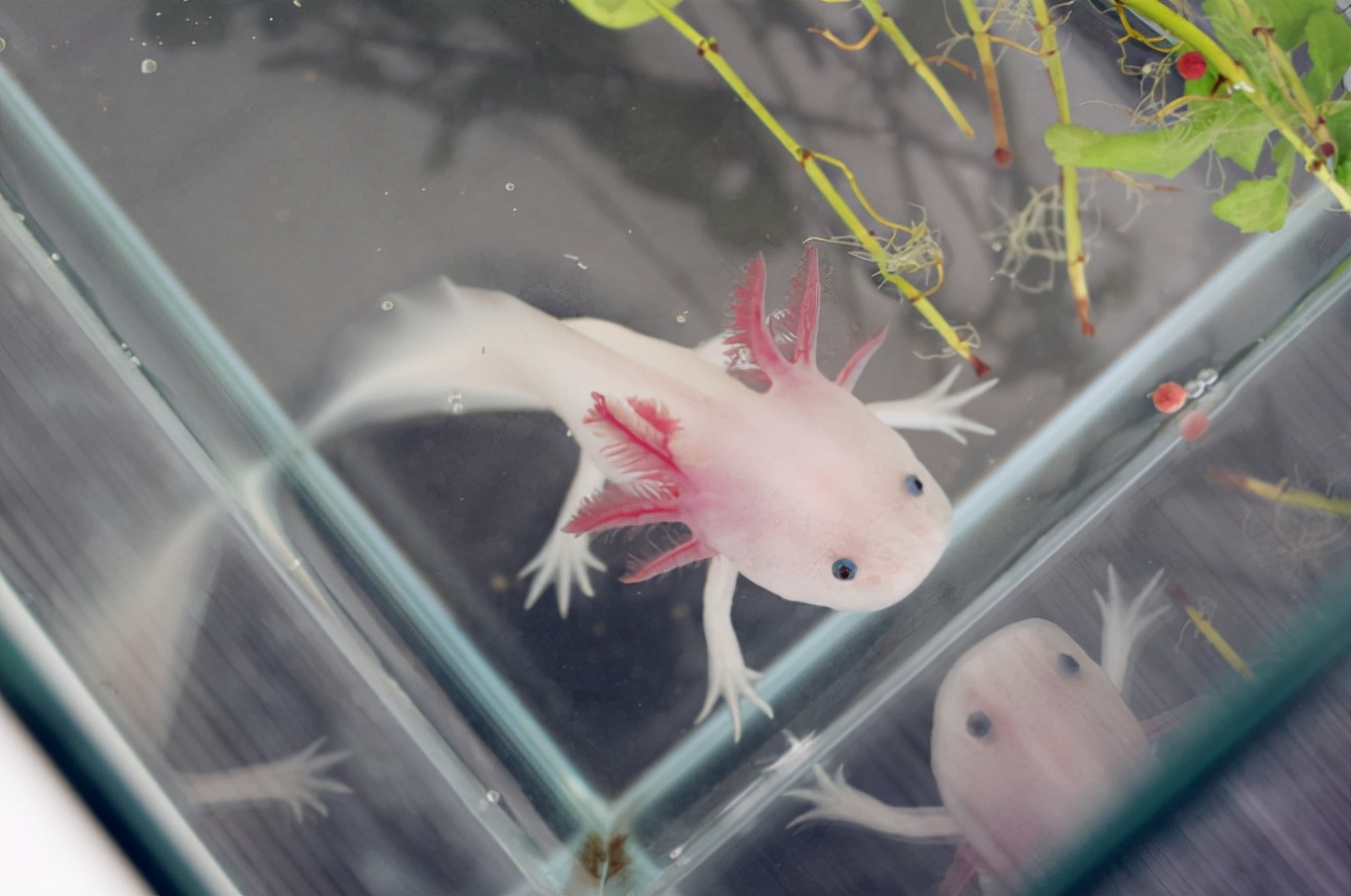 神似“龙”的生物，“六角龙鱼”是什么样的一种存在？合理吗？