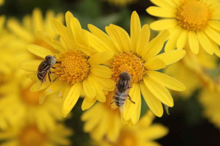 闲看庭前花开花落全诗,闲听花开花落整首诗