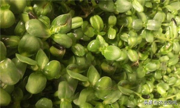 产量高的芽苗菜,适合家庭种植的芽苗菜蔬菜