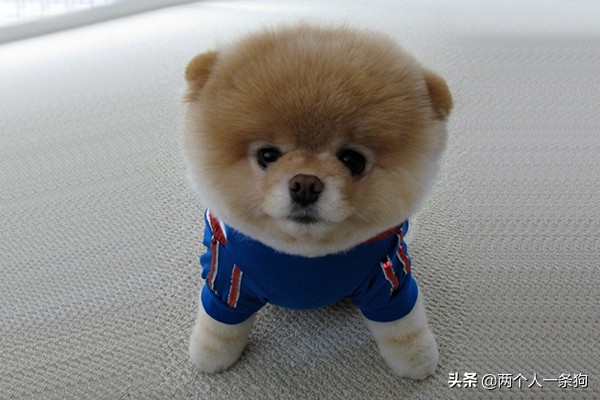 潮湿天气会引起支气管炎,下雨天预防狗狗感冒的方法