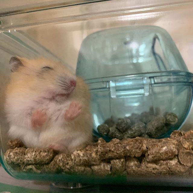 仓鼠渴了喝凉水吗,仓鼠渴了还会口水浴吗