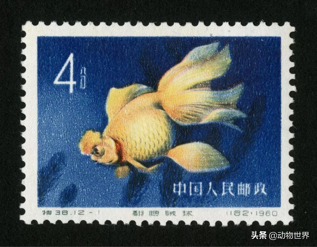 金鱼白盆品种大全,金鱼大图鉴草金