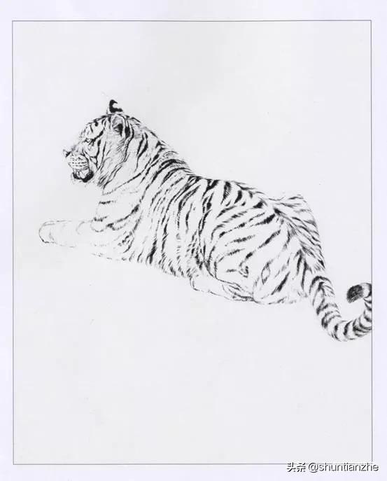 工笔老虎技法教学视频,工笔老虎胸毛的撕毛法