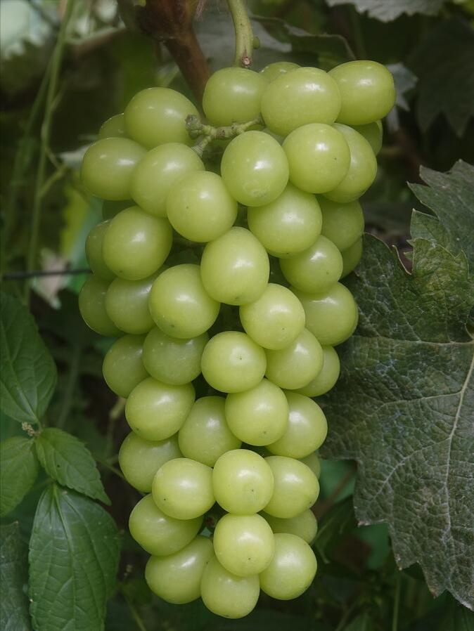 农村种植葡萄一年收入,农村种植葡萄年入500万