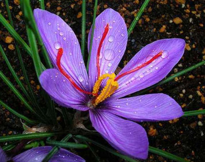 带花苞西红花,揭开花中黄金藏红花的神秘面纱