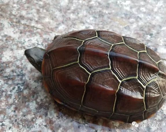 养龟秘诀,养龟掌握这九大秘诀还怕养不好吗