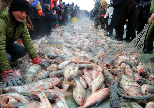 东北全鱼宴 (东北最正宗的全鱼宴)