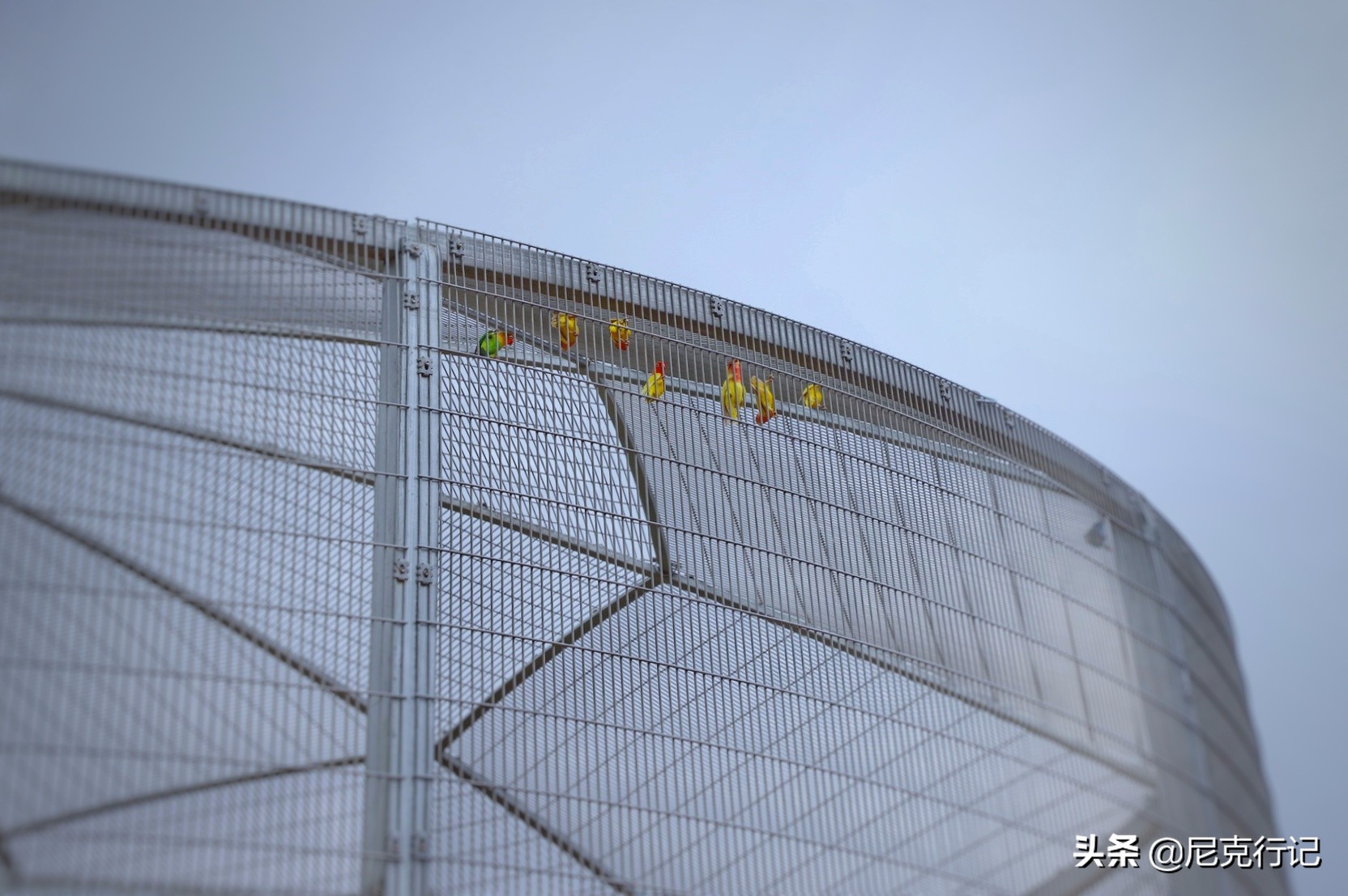 山东龙口之旅：4000头奶牛同时挤奶场面壮观，鲜奶的味道很特别