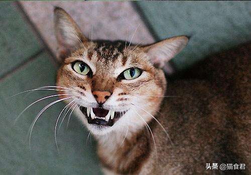 看到猫咪牙酸,猫咪磨牙是什么原因啊