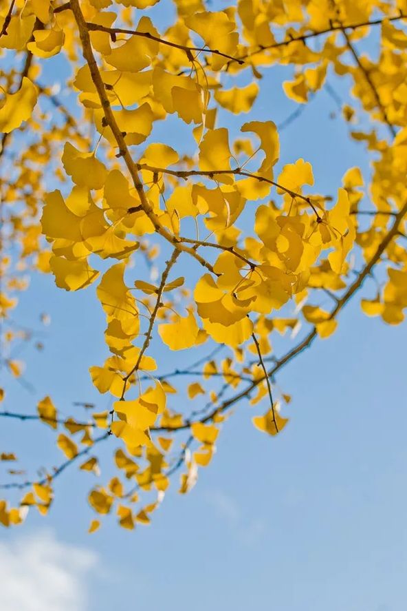 秋季落叶绝美诗句带赏析,有关秋天黄叶的诗句古诗词