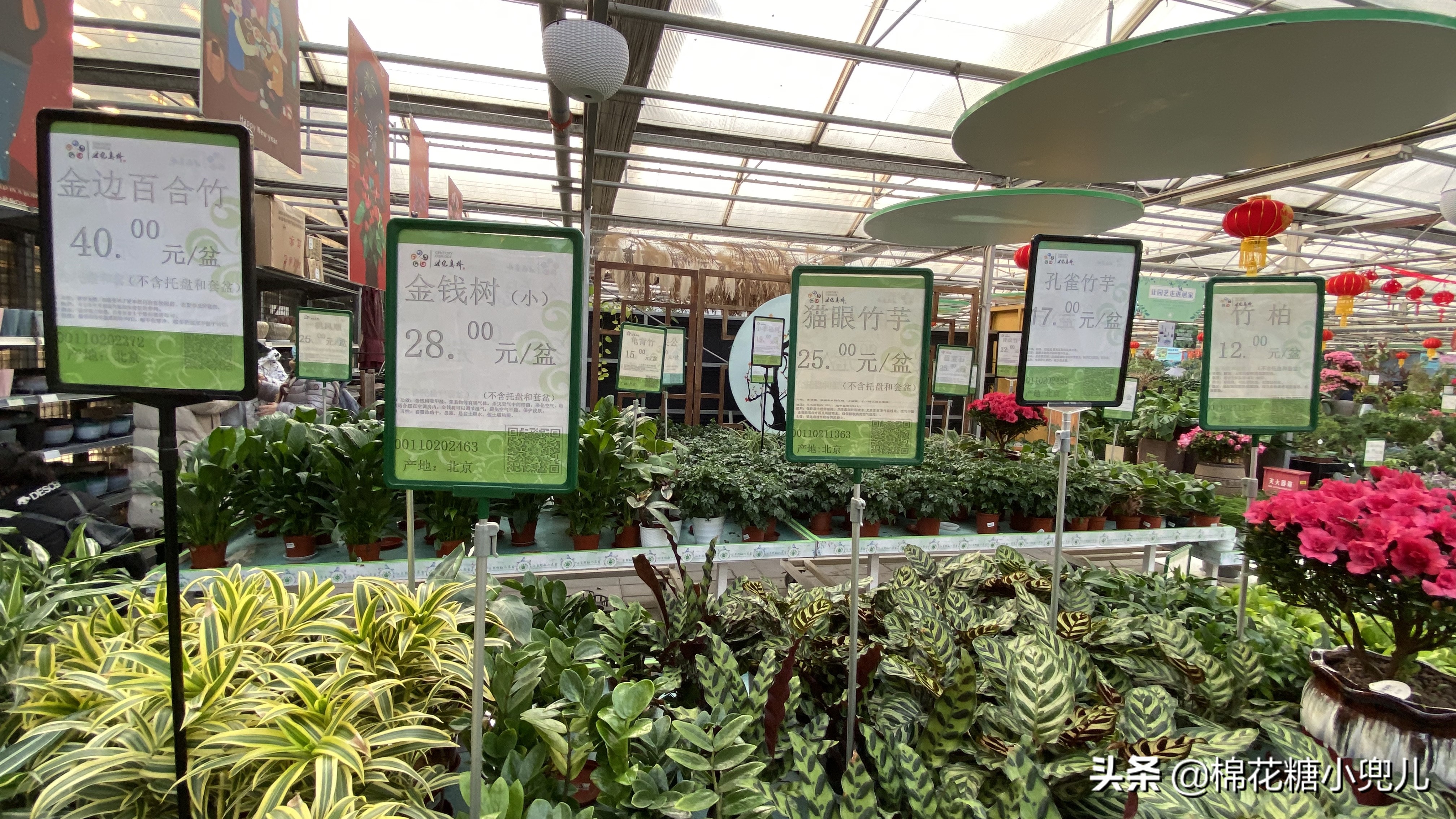 北京南四环花卉绿植批发市场,北京开一家鲜花店