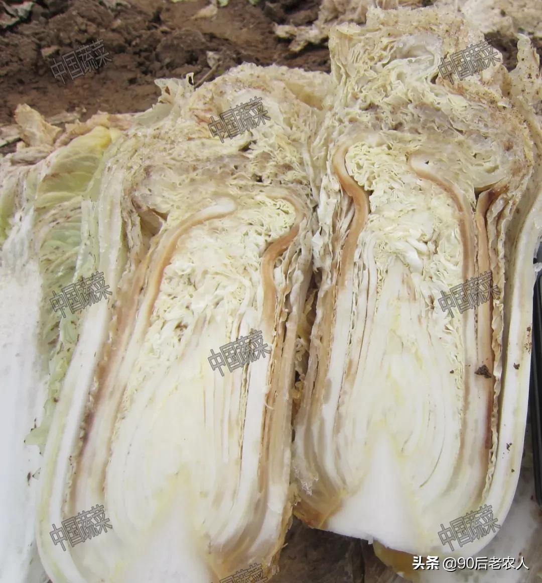 娃娃菜烧心烂心怎么防治,大白菜干烧心是什么原因造成的