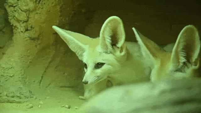 大连么么哒动物园 (大连小众动物园)