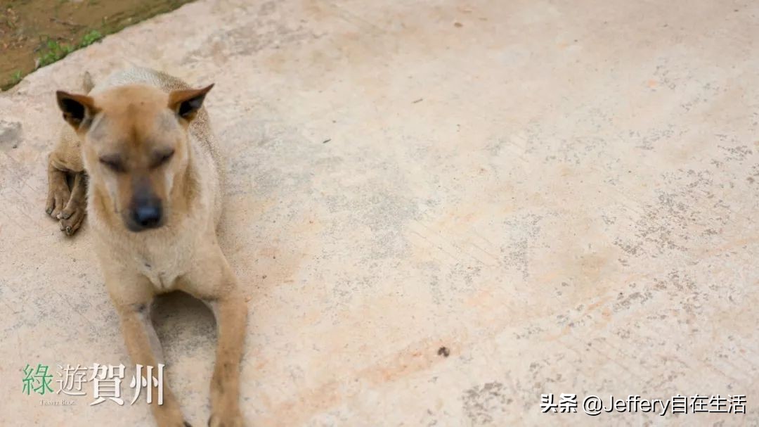 拍贺州｜莲塘镇大山深处的“一号基地”