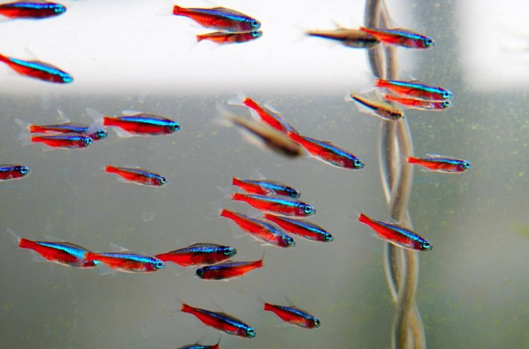 买观赏鱼的地方,逛水族市场买观赏鱼