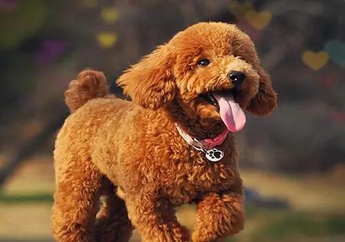 养宠经验狗狗掉毛超级严重怎么办,养宠小知识狗狗拉虫子还吐怎么办