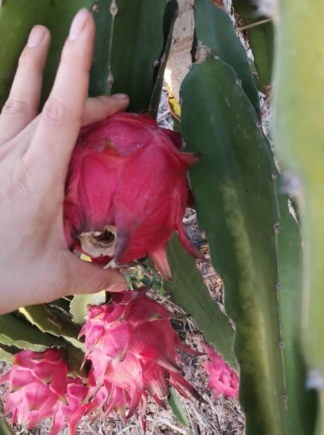 火龙果怎样算是坏了,火龙果怎样是坏了