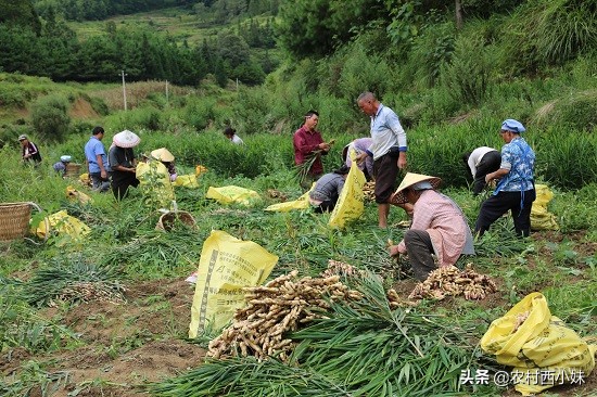 如何种植可以提高生姜的产量,生姜怎么种植有更高的产量