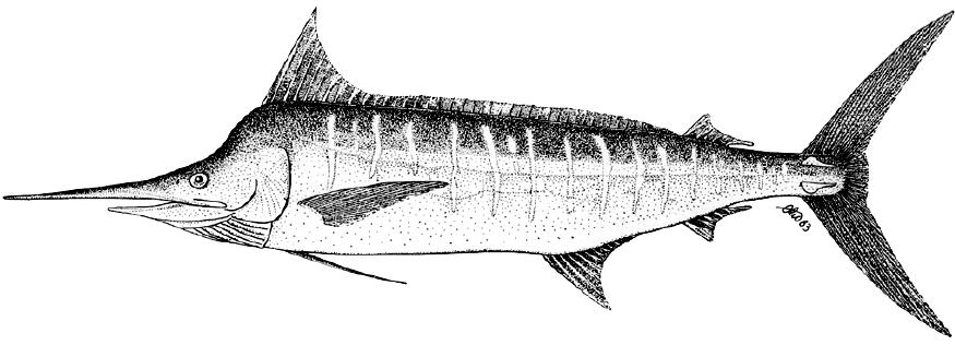 剑鱼vs旗鱼vs金枪鱼谁速度快,游得最快的海洋动物旗鱼