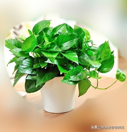 刚移栽的绿萝要天天给叶子喷水吗,绿萝长得好靠哪三种水