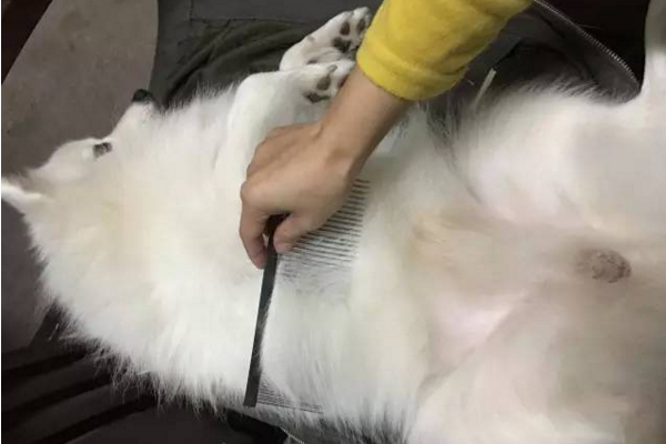 狗狗身上长红点会自己好吗,狗狗身上长红点并且抓痒怎么办