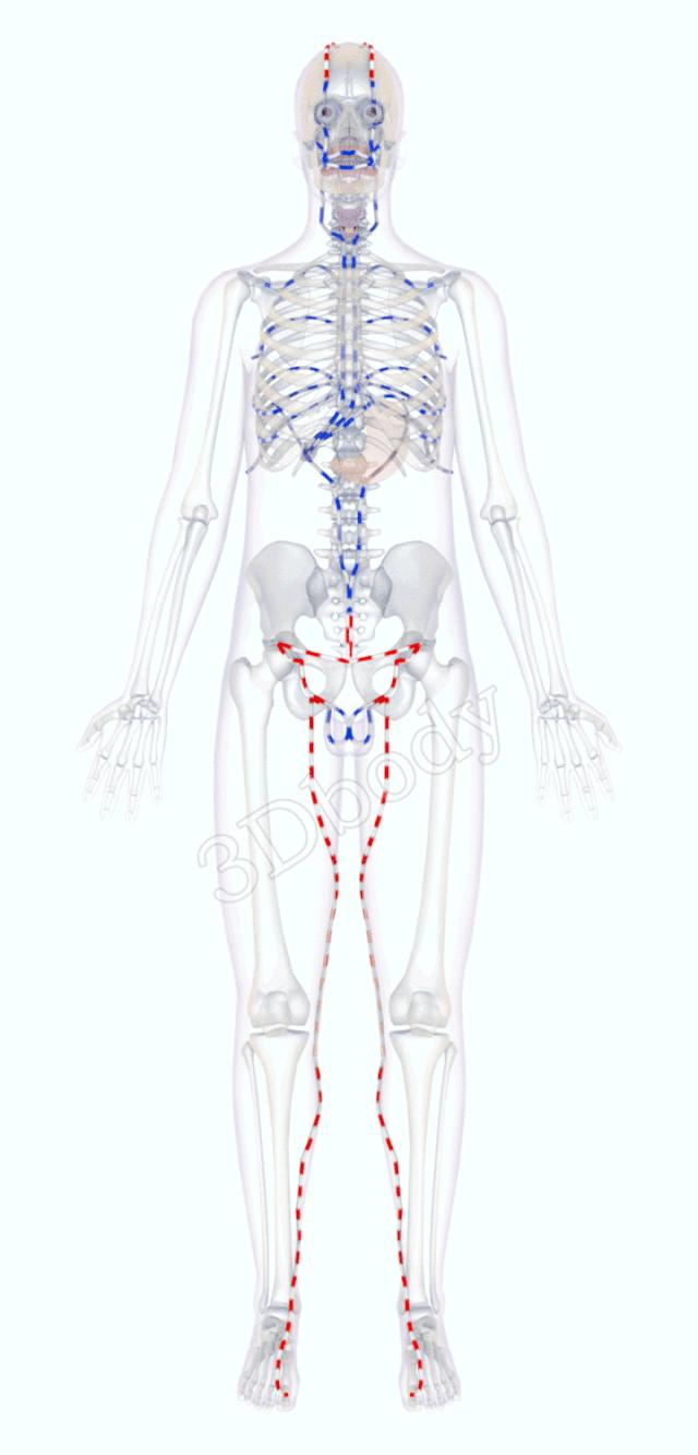 最新经络图精美3d动态循行图,经络3d动态循行图怎样制作