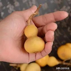 美国手捻葫芦值得盘吗,手捻葫芦已经盘了两年