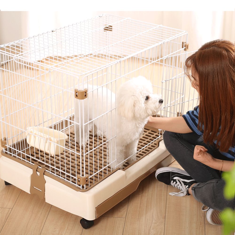 怎么训练遛狗时狗狗大小便,两个多月狗狗怎样训练大小便定点